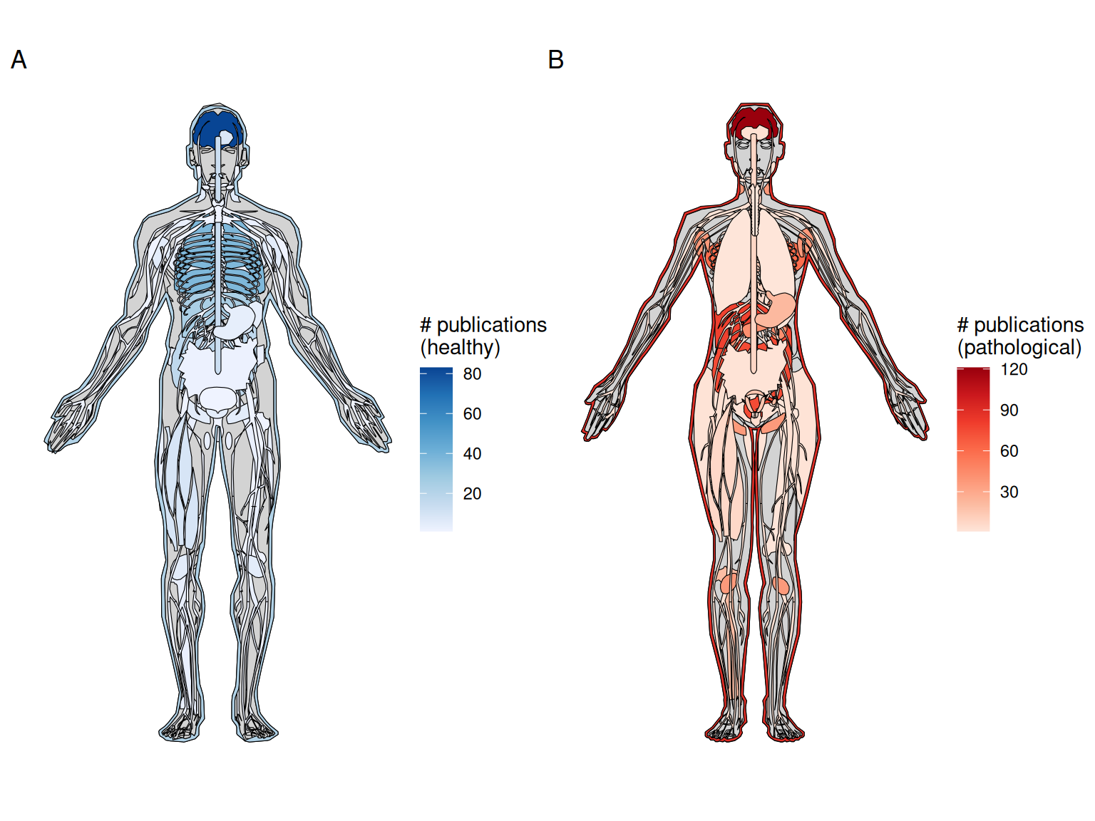 A) Number of publications for each healthy organ in human (male shown here, as there is no study on healthy female specific organs in humans at present). B) Number of publications for pathological organs in human (female shown here, but there are at least two studies on prostate cancer (Burgess 2019; L. Brady et al. 2021)).