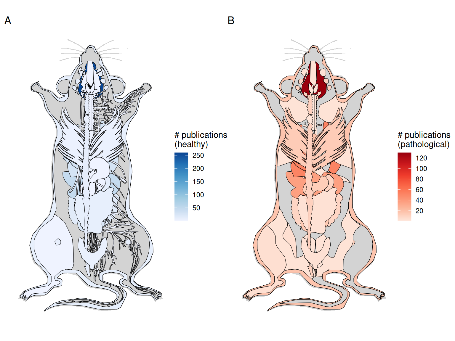 A) Number of publications per healthy organ in the mouse. B) Number of publications for pathological organs in mouse.