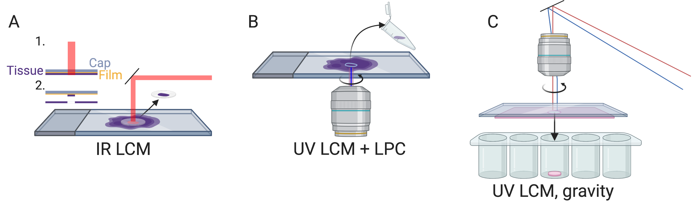 A) IR LCM schematic. B) UV LCM and LPC schematic, like in Zeiss PALM Microbeam. C) UV LCM, letting microdissected region fall by gravity, like in Leica LMD. All schematics in this book, i.e. anything not made with ggplot2, were created with BioRender.com