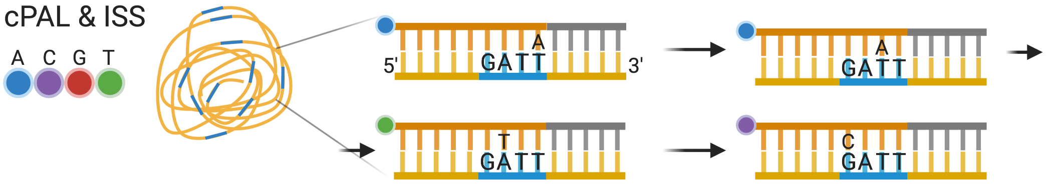 Schematic of cPAL as used in ISS.