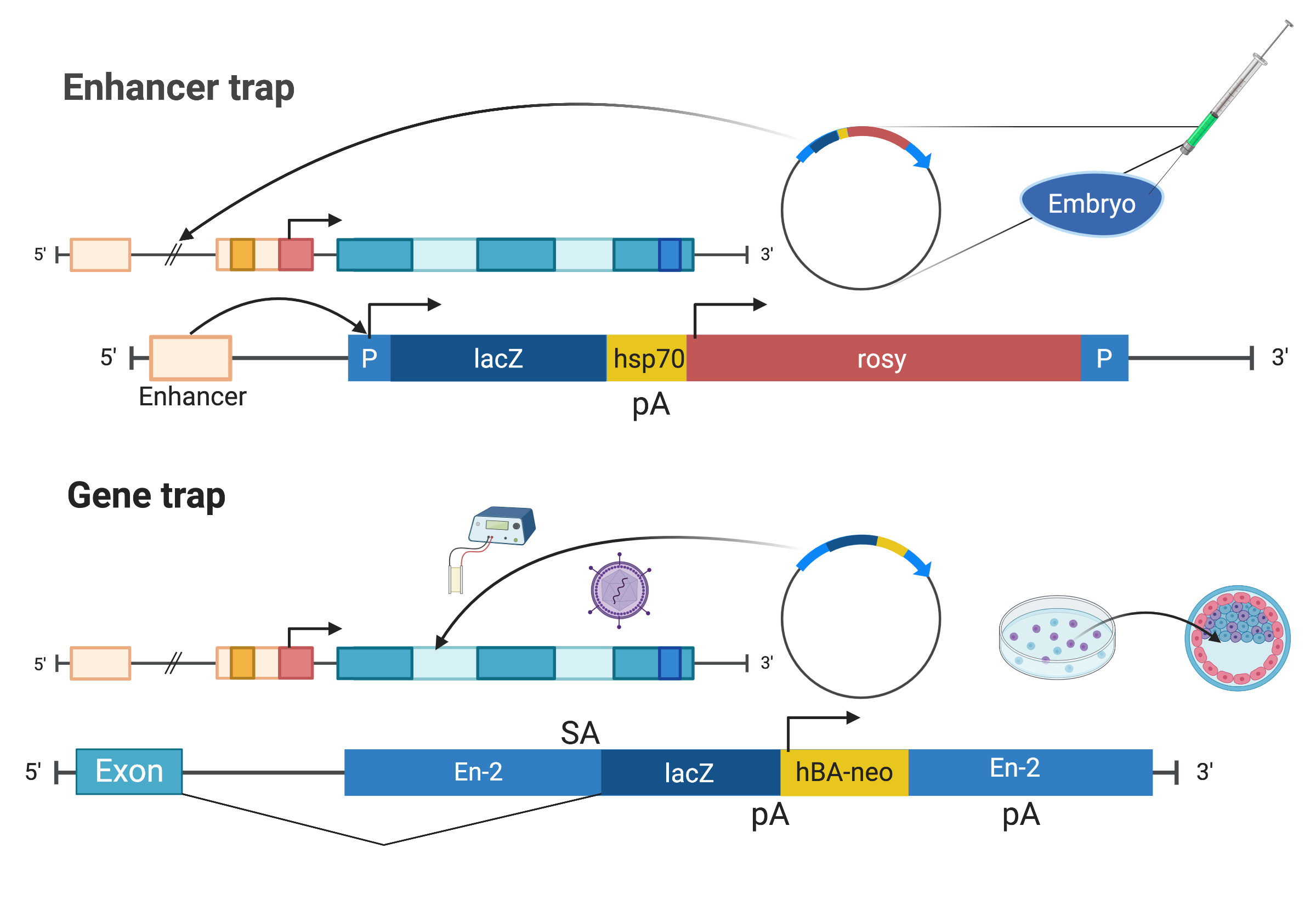 Illustrations of enhancer trap as described in (O’Kane and Gehring 1987) and gene trap as described in (Gossler et al. 1989) (Created with BioRender.com).