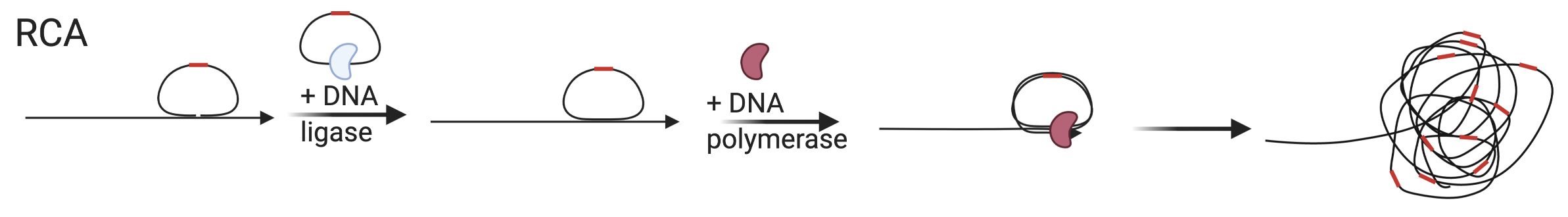 Schematic of RCA, here shown with target priming though a separate primer can also be used. Red segment is the gene barcode.