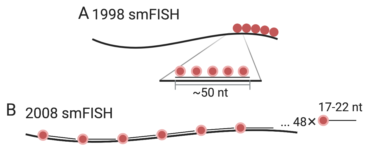 A) Schematic of smFISH from (Femino et al. 1998). The long thick line stands for the mRNA, and short think line stands for DNA oligo probe. B) smFISH with singly labeled probes from (Raj et al. 2008).