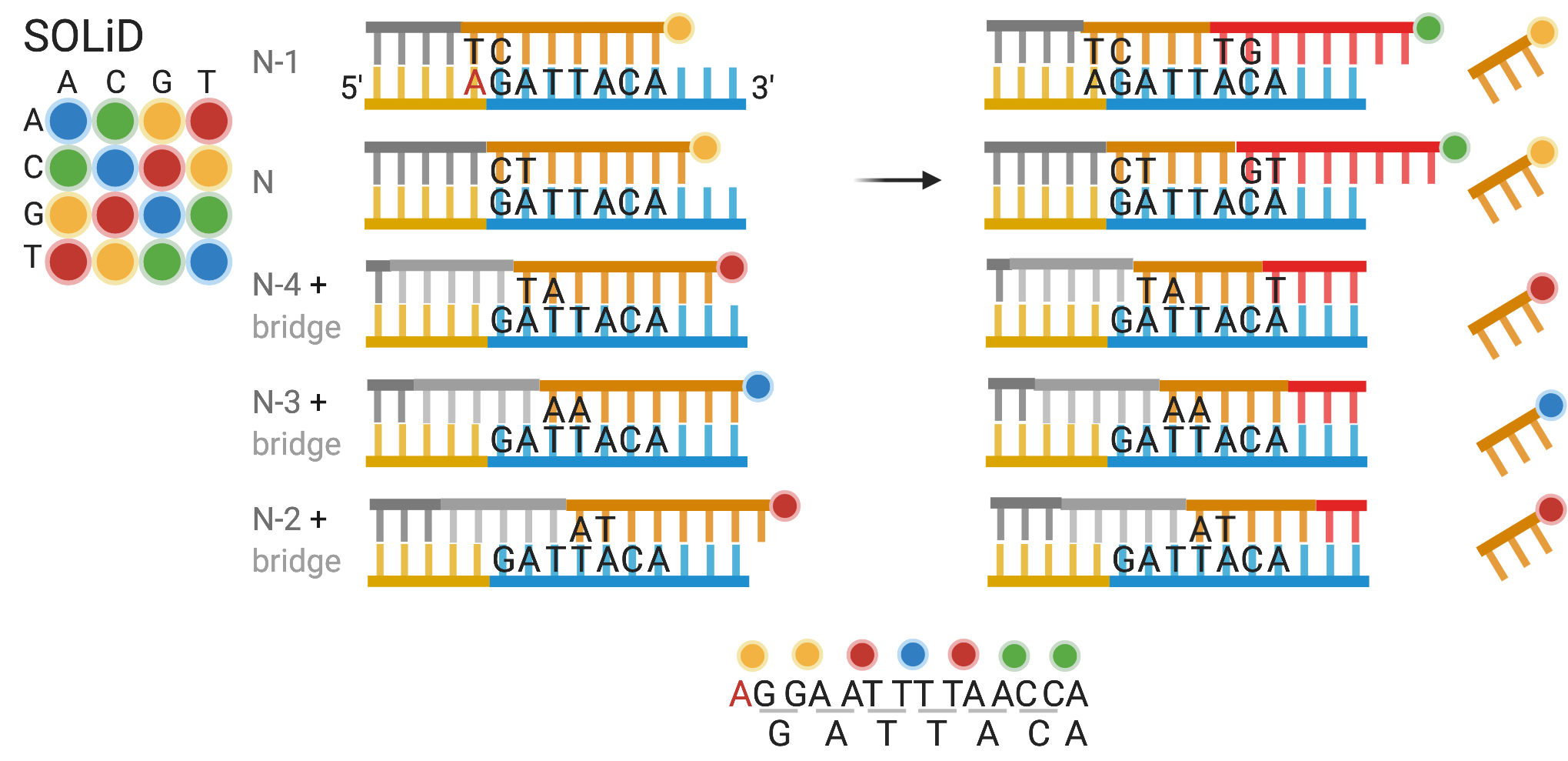 Schematic of SOLiD sequencing, determining the sequence GATTACA. The rows are arranged in the order of 5' to 3' positions of the first fluorescent probe, but the actual hybridization and ligation can take a different order. As part of the constant region, the 'A' highlighted in red is known.
