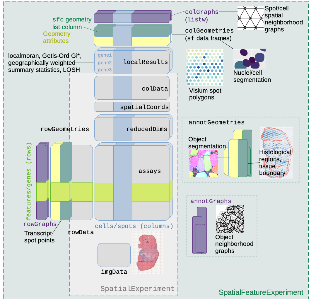 SpatialFeatureExperiment expands on SpatialExperiment by adding column, row, and annotation geometries and spatial graphs. This is explained in detail in the following paragraphs.