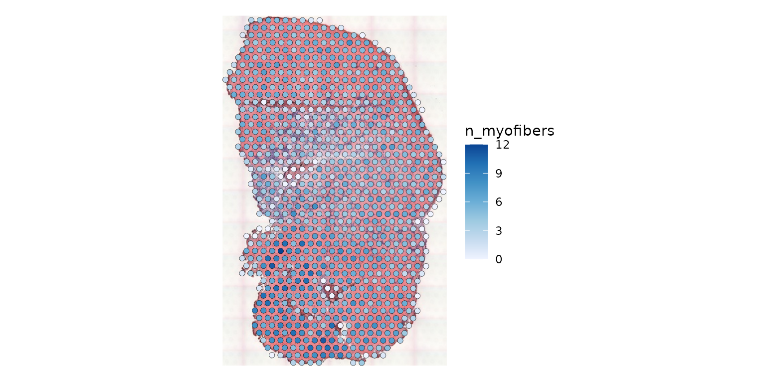 Plot of Visium spots in tissue in physical space, colored by number of myofibers intersecting each spot.