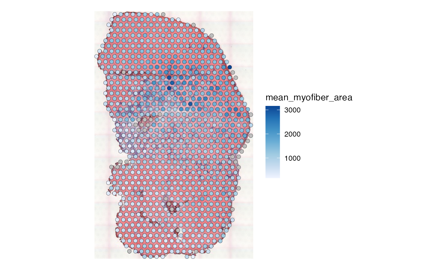 Plot of Visium spots in tissue in physical space, colored by the average area of myofibers that intersect each spot. The average area is higher near the mid-top right part of the tissue.