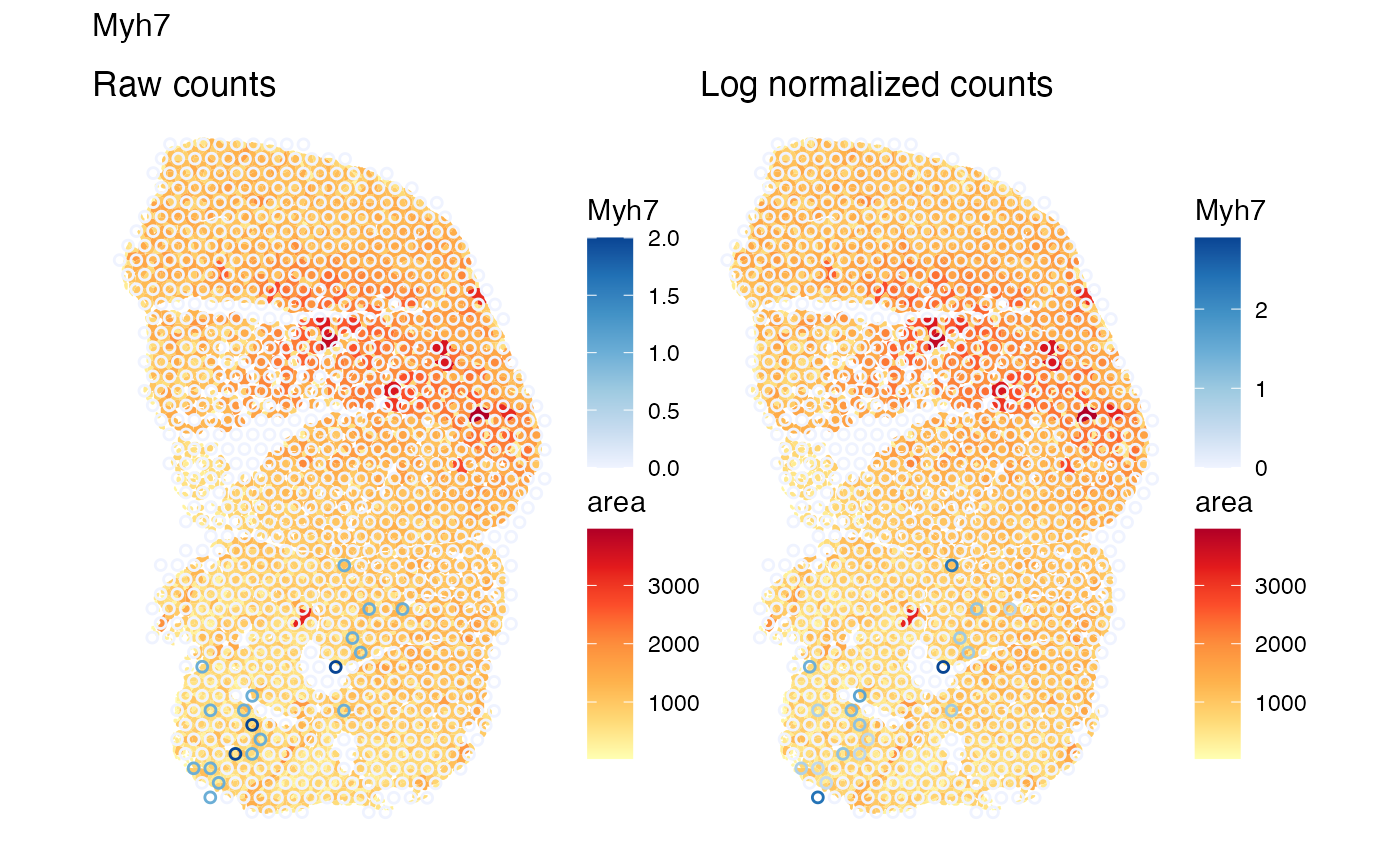 Raw and log normalized counts of Myh7, marker gene of type I myofiber, plotted side by side on Visium spots in space, with myofiber polygons colored by myofiber cross section area plotted in the background. Visium spots expressing Myh7 concentrate in the lower left part of the tissue where the myofibers tend to be smaller.