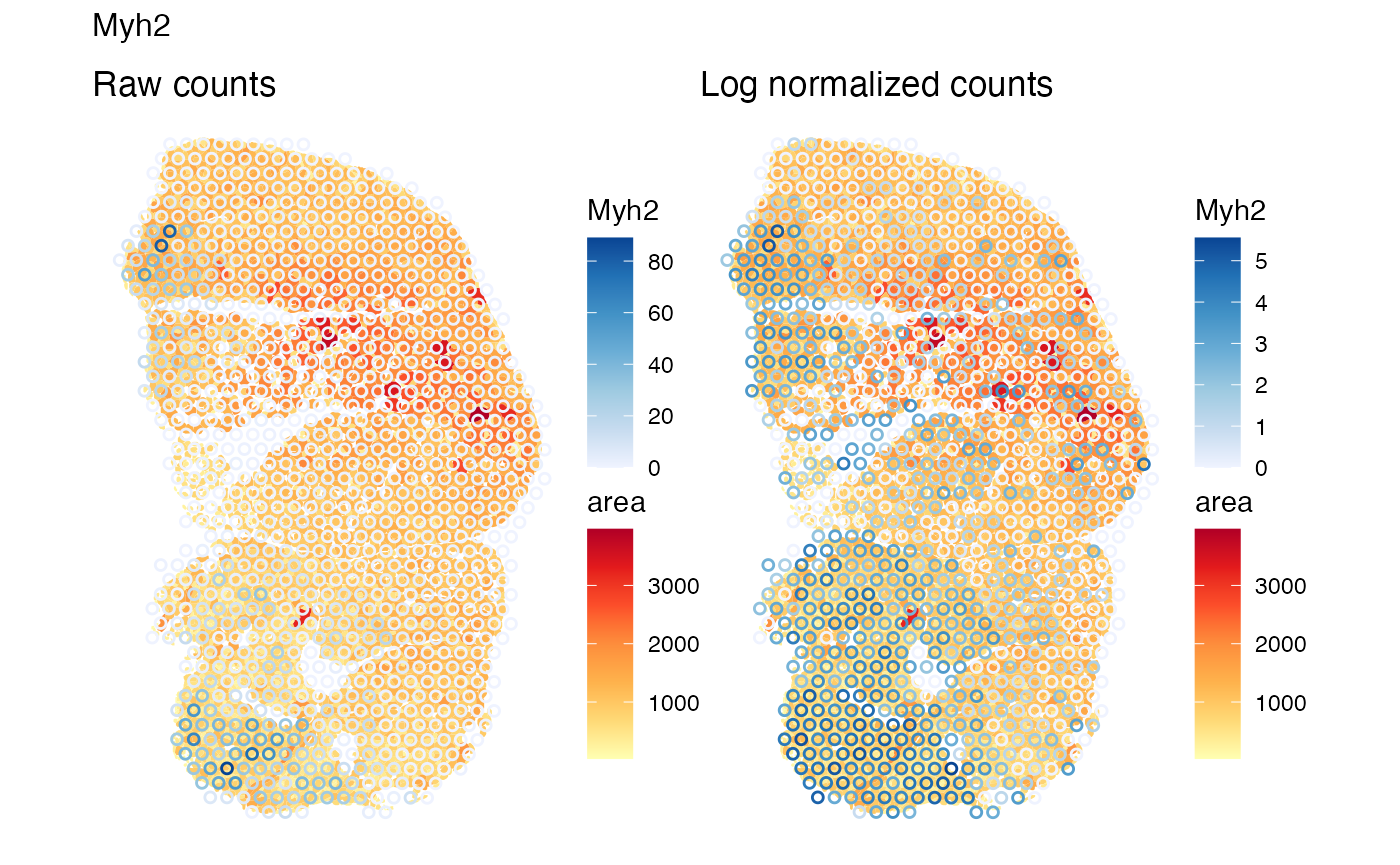 Raw and log normalized counts of Myh2, a marker gene of type IIa myofiber, plotted side by side on Visium spots in space, with myofiber polygons colored by myofiber cross section area plotted in the background. Visium spots expressing Myh2 concentrate in the lower left and upper left parts of the tissue where the myofibers tend to be smaller. Log normalized counts show a wider region with higher expression.