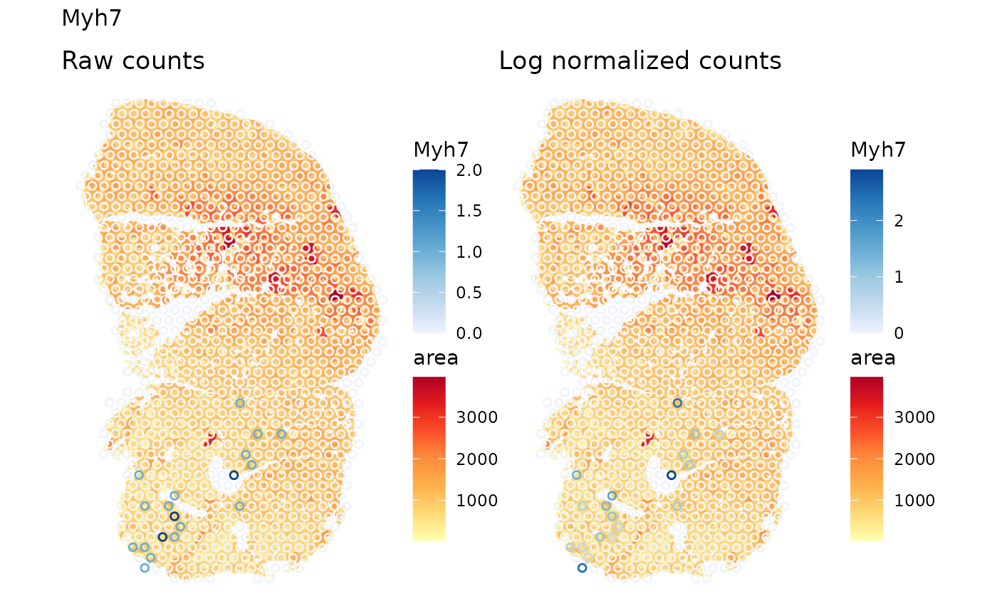 Raw and log normalized counts of Myh7, marker gene of type I myofiber, plotted side by side on Visium spots in space, with myofiber polygons colored by myofiber cross section area plotted in the background. Visium spots expressing Myh7 concentrate in the lower left part of the tissue where the myofibers tend to be smaller.